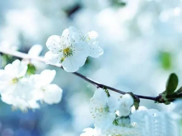 我校何鑫、陳浩、陳應(yīng)會(huì)、黃海燕4位老師獲得重慶市第三批職業(yè)技術(shù)能手稱號(hào)